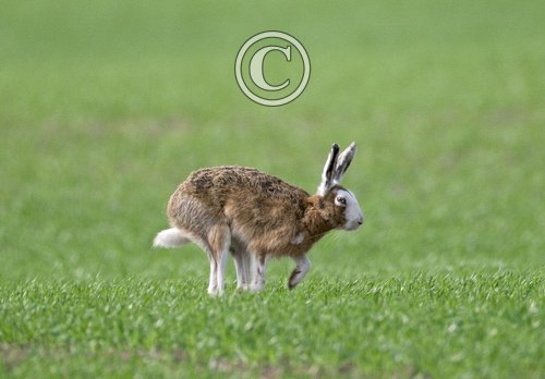 Brown Hare DM0396